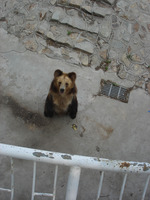 bear in Tianjin zoo