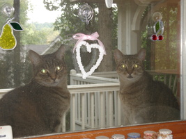 cats seen through the window screen