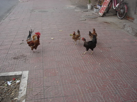 chickens on brick sidewalk