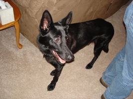 Toby the black German shepherd dog