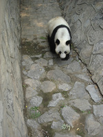 panda in Tianjin zoo