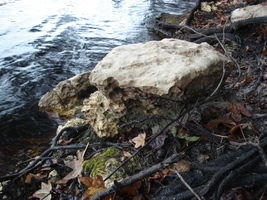 Limestone rock on the bank of the Suwannee River