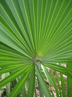 cabbage palm