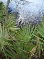 riverbank palms