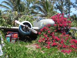 plane in flora on Castaway Cay