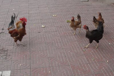 chickens on the sidewalk