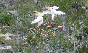Seagulls on their tandem bicycle
