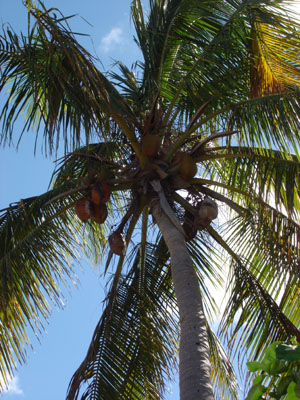 coconut palm on St. Martin