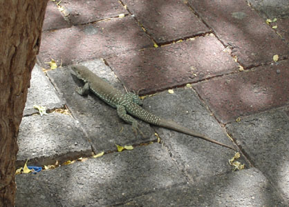 Lizard fauna of St. Maarten